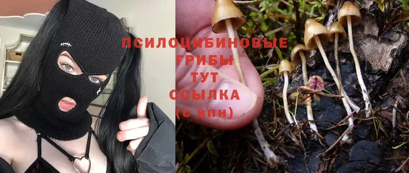 Галлюциногенные грибы GOLDEN TEACHER  ОМГ ОМГ ССЫЛКА  Пучеж 